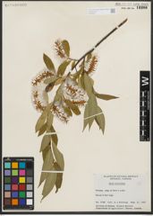 Foto von Salix serissima (L. H. Bailey) Fern.